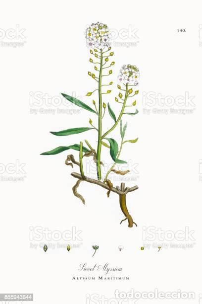 Kunst: Antique engraving with original hand colouring titled. Alyssum maritimum. Plate CXL. Overall size of