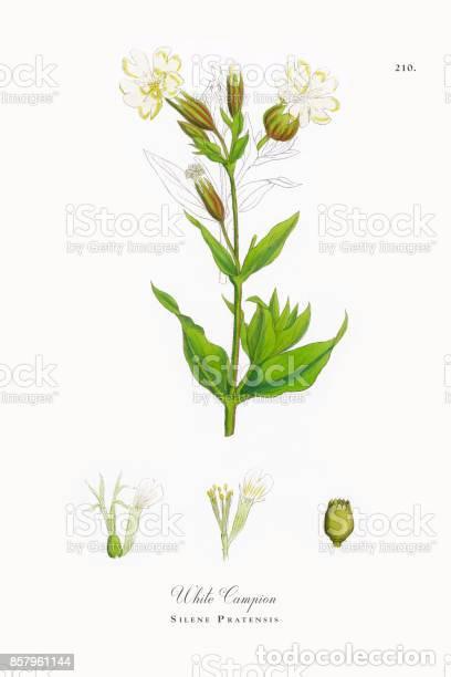 Kunst: Antique engraving with original hand colouring titled. Silene pratensis. Plate CCX. Overall size of