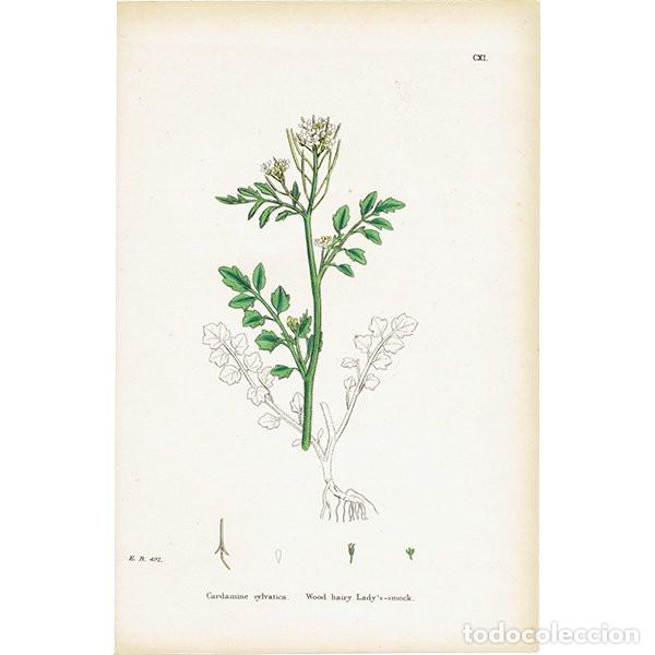 Kunst: Antique engraving with original hand colouring titled. Cardamine sylvatica. Plate CXI. Overall size