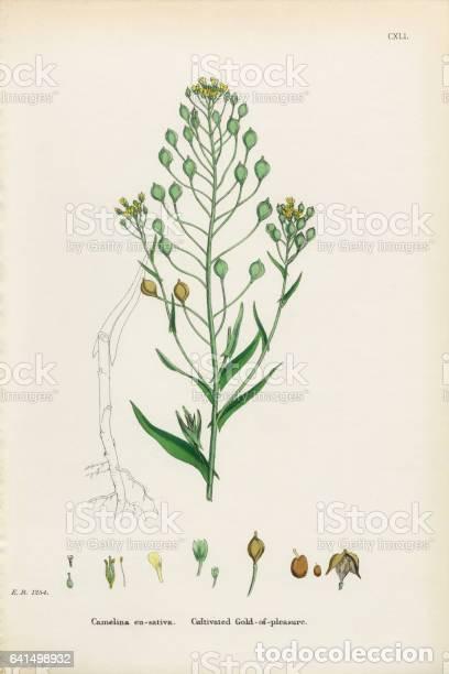 Kunst: Antique engraving with original hand colouring titled. Camelina eu-sativa. Plate CXLI. Overall size