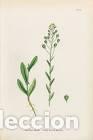 Arte: Antique engraving with original hand colouring titled. Camelina foetida. Plate CXLII. Overall size o