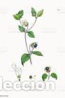 Art: Antique engraving with original hand colouring titled. Cucubalus bacciferus. Plate CXCVIII. Overall