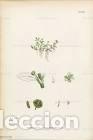 Art: Antique engraving with original hand colouring titled. Elatine hexandra. Plate CCLXII. Overall size