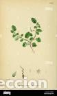 Art: Antique engraving with original hand colouring titled. Erodium maritimum. Plate CCCIX. Overall size