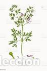Arte: Antique engraving with original hand colouring titled. Fumaria muralis. Plate LXXIV. Overall size of
