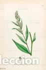 Art: Antique engraving with original hand colouring titled. Lepidium latifolium. Plate CLIII. Overall siz