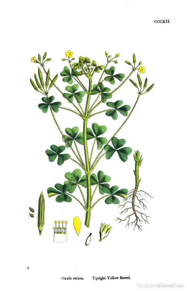 Art: Antique engraving with original hand colouring titled. Oxalis stricta. Plate CCCXII. Overall size of
