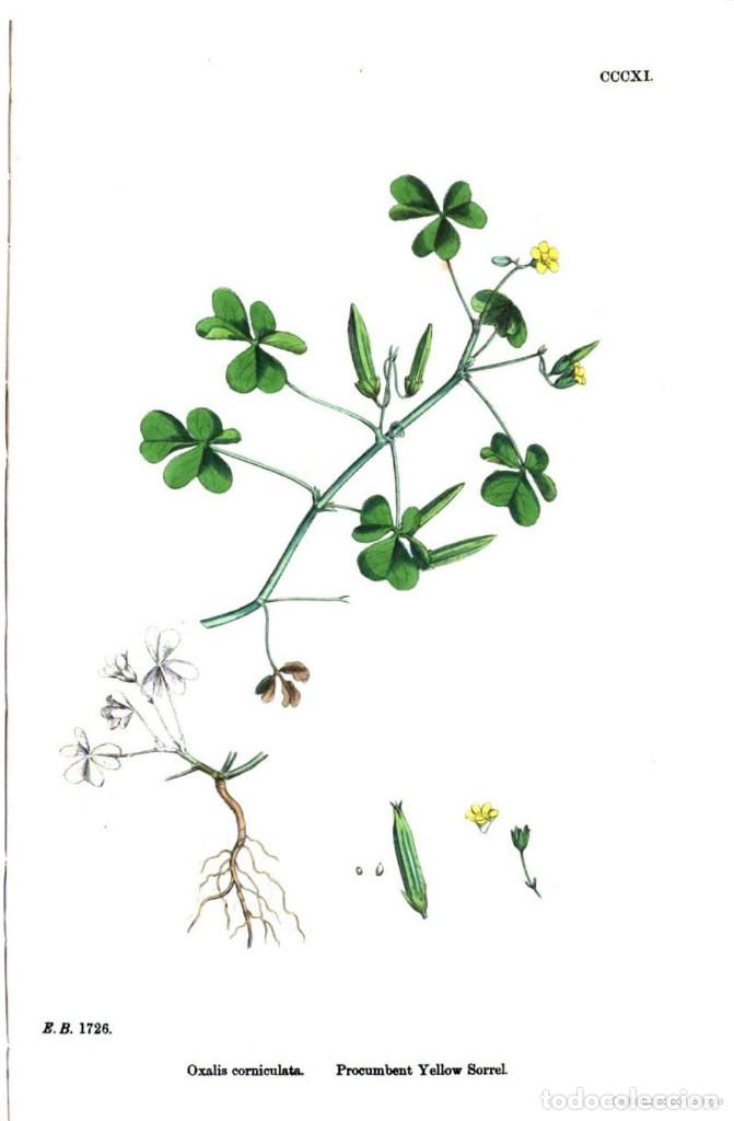 Art: Antique engraving with original hand colouring titled. Oxalis corniculata. Plate CCCXI. Overall size