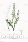 Art: Antique engraving with original hand colouring titled. Cardamine impatiens. Plate CXII. Overall size