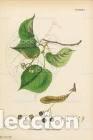 Art: Antique engraving with original hand colouring titled. Tilia grandifolia. Plate CCLXX. Overall size