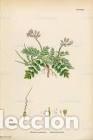 Art: Antique engraving with original hand colouring titled. Erodium moschatum. Plate CCCVIII. Overall siz