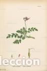 Art: Antique engraving with original hand colouring titled. Erodium cicutarium. Plate CCCVII Overall size