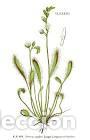 Art: Antique engraving with original hand colouring titled. Drosera anglica. Plate CLXXXIII. Overall size