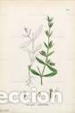 Art: Antique engraving with original hand colouring titled. Silene anglica. Plate CCII. Overall size of t
