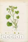 Art: Antique engraving with original hand colouring titled. Ranuculus parviflorus. Plate XXXVII. Overall
