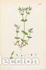 Arte: Antique engraving with original hand colouring titled. Cerastium glomeratum. Plate CCXXI. Overall si