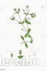Art: Antique engraving with original hand colouring titled. Cerastium tetrandrum Plate CCXVIII. Overall s