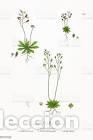 Art: Antique engraving with original hand colouring titled. Draba verna. Plate CXXXIV. Overal size of thi