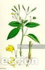Art: Antique engraving with original hand colouring titled. Impatiens parviflora. Plate CCCXV. Overall si