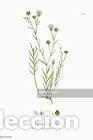 Art: Antique engraving with original hand colouring titled. Linum angustifolium. Plate CCXCI. Overall siz