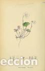 Art: Antique engraving with original hand colouring titled. Oxalis acetosella. Plate CCCX. Overall size o