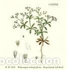 Art: Antique engraving with original hand colouring titled.. Polycarpum tetraphyllum. Plate CCLVIII. Over