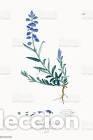 Art: Antique engraving with original hand colouring titled. Polygala eu-vulgaris. Plate CLXXXV. Overall