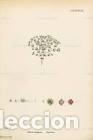 Arte: Antique engraving with original hand colouring titled. Radiola millegrana. Plate CCLXXXVIII. Overall