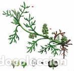 Art: Antique engraving with original hand colouring titled. Senebiera coronopus. Plate CLX. Overall size