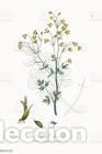 Art: Antique engraving with original hand colouring titled. Thalictrum flexuosum. Plate V. Overall size o
