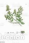 Art: Antique engraving with original hand colouring titled. Senebiera didyma. Plate CLIX. Overall size of