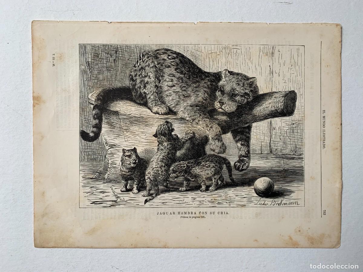 Arte: Jaguar hembra con su cria. Grabado por Ludw Beckmann, 1880 procedente de El Mundo IIustrado,