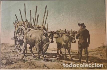 Arte: CAMPESINO. - AA.VV.