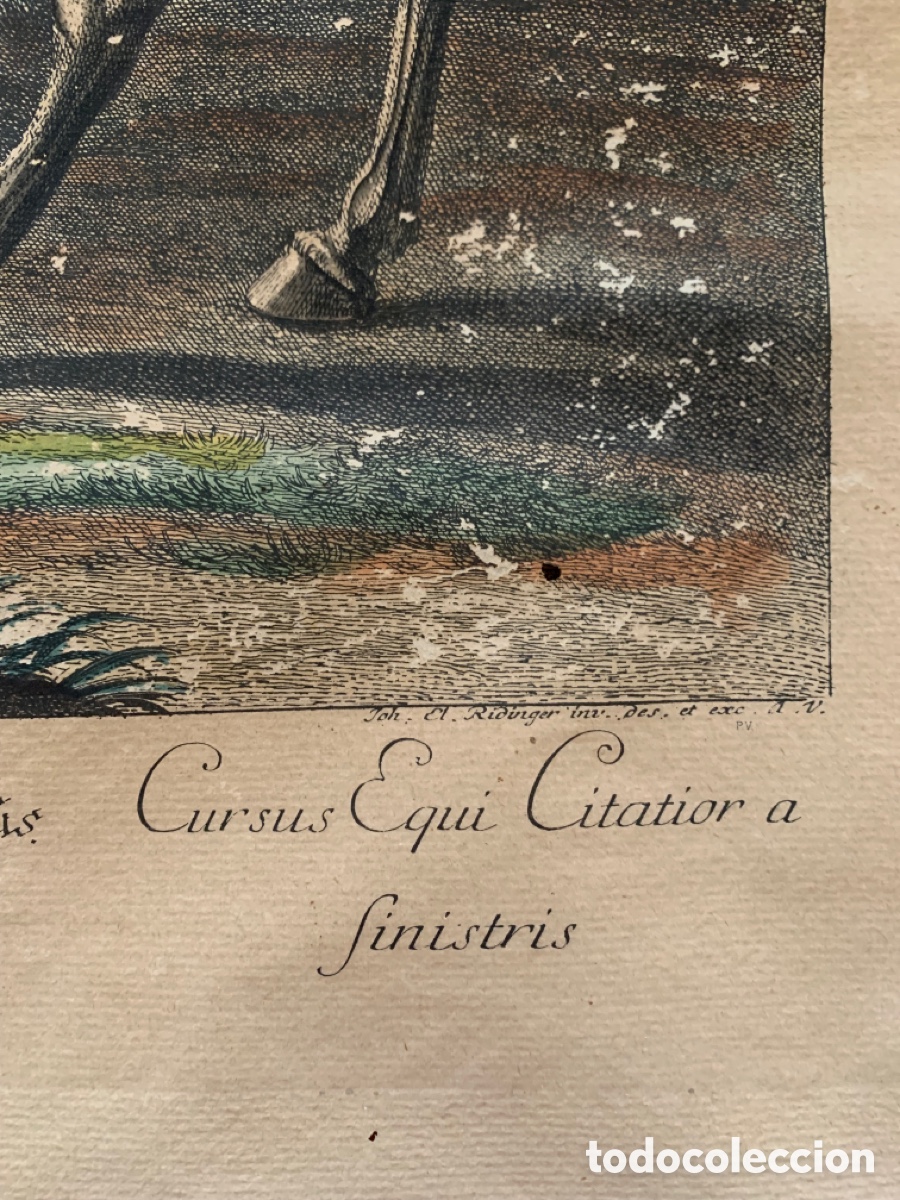 Arte: ANTIGUO GRABADO RIDINGER - Foto 11