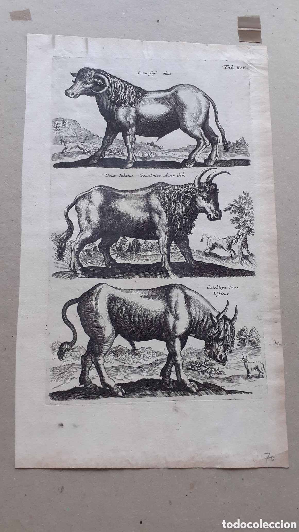 Arte: Grabado de Merian y Jonston - 1657 - ORIGINAL del EPOCA - Foto 2
