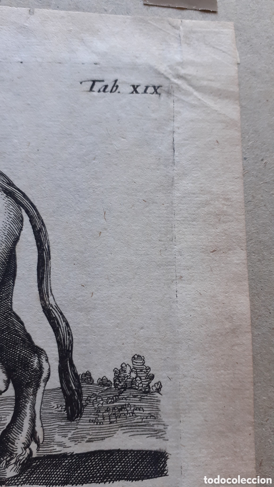 Arte: Grabado de Merian y Jonston - 1657 - ORIGINAL del EPOCA - Foto 3