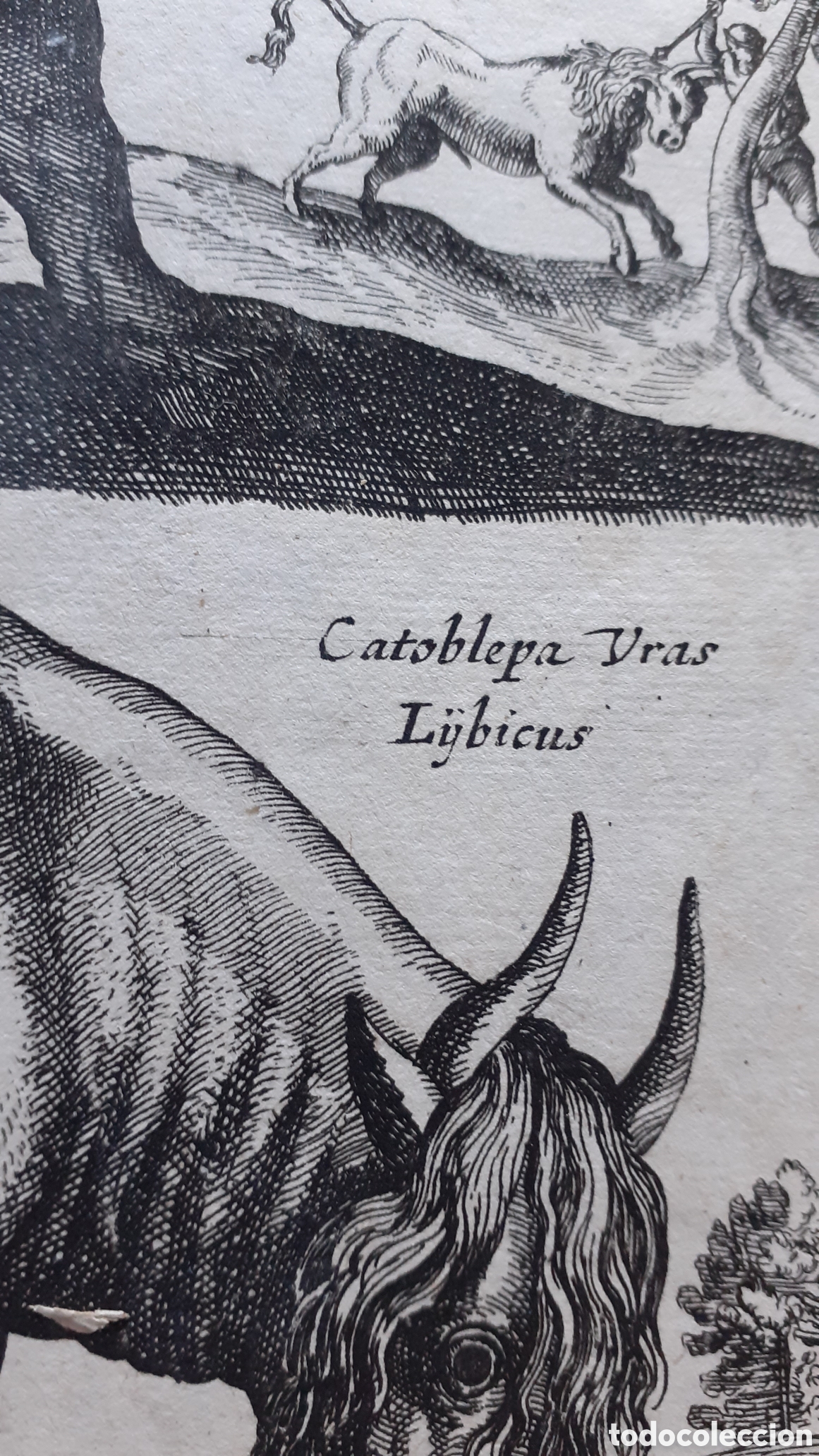 Arte: Grabado de Merian y Jonston - 1657 - ORIGINAL del EPOCA - Foto 4