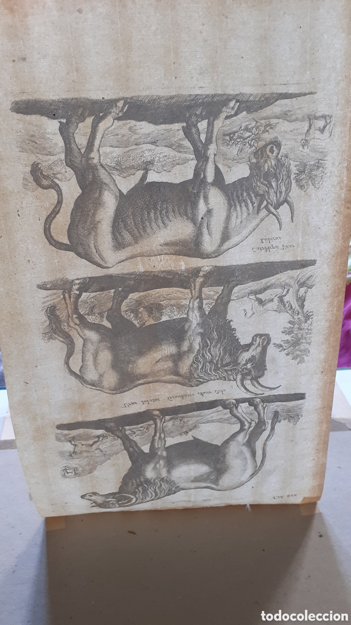 Arte: Grabado de Merian y Jonston - 1657 - ORIGINAL del EPOCA - Foto 5