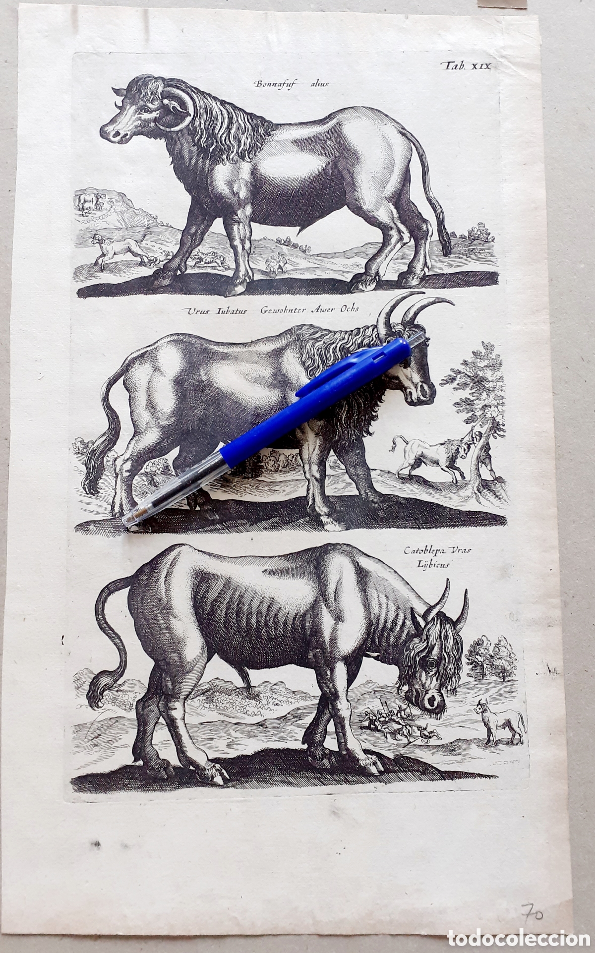 Arte: Grabado de Merian y Jonston - 1657 - ORIGINAL del EPOCA - Foto 1