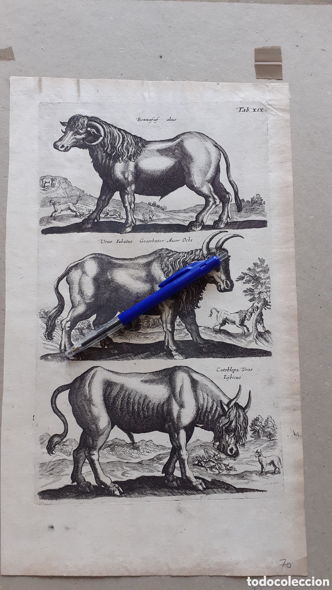 Arte: Grabado de Merian y Jonston - 1657 - ORIGINAL del EPOCA - Foto 6