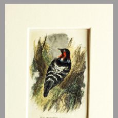 Arte: (P1) 1863 ORIGINAL ANTIQUE ENGRAVING HAND COLORED BIRDS (05062). Lote 401134119