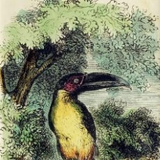 Arte: (P1) 1863 ORIGINAL ANTIQUE ENGRAVING HAND COLORED BIRDS (05063). Lote 401134734