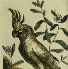 Arte: (P1) 1863 ORIGINAL ANTIQUE ENGRAVING HAND COLORED BIRDS (05064). Lote 401135549