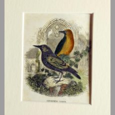 Arte: (P1) 1863 ORIGINAL ANTIQUE ENGRAVING HAND COLORED BIRDS (05066). Lote 401137219