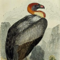 Arte: (P1) 1863 ORIGINAL ANTIQUE ENGRAVING HAND COLORED BIRDS (05068). Lote 401139079