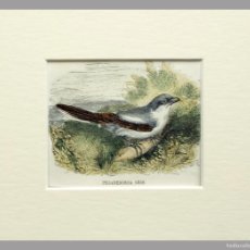 Arte: (P1) 1863 ORIGINAL ANTIQUE ENGRAVING HAND COLORED BIRDS (05069). Lote 401141084