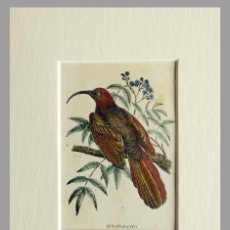 Arte: (P1) 1863 ORIGINAL ANTIQUE ENGRAVING HAND COLORED BIRDS (05070). Lote 401141959
