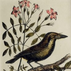 Arte: (P1) 1863 ORIGINAL ANTIQUE ENGRAVING HAND COLORED BIRDS (05071). Lote 401142709