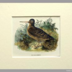 Arte: (P1) 1863 ORIGINAL ANTIQUE ENGRAVING HAND COLORED BIRDS (05074). Lote 401144884