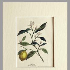 Arte: (P1) 1863 ORIGINAL ENGRAVING HAND COLORED WITH PASSEPARTOUT BOTANY (05235). Lote 401743159